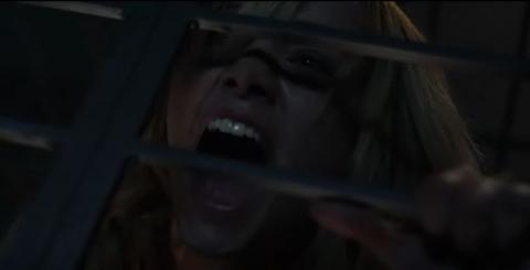 PET | ANIMAL DE COMPANIA | 2016