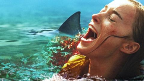 LES REQUINS SE RE-INVITENT PROCHAINEMENT SUR NETFLIX !