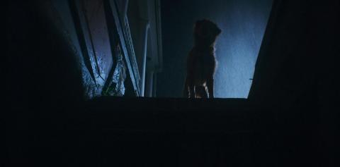 Good boy (2025) | Good boy (2025) | 2025